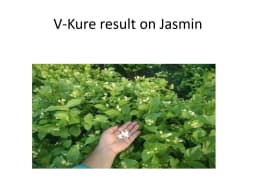 V Kure Bactericide & Fungicide Special, 100 % organic , Combination Of Eugenol, Thymol, potassium salts, cationic surface agent, sodium salts. 4