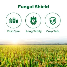 BACF Bcontrol Validamycin 3% L. Fungicide, Targets Paddy, all bacterial diseases and Sheath Blight, Non Systematic antibiotic with fungicide action 3