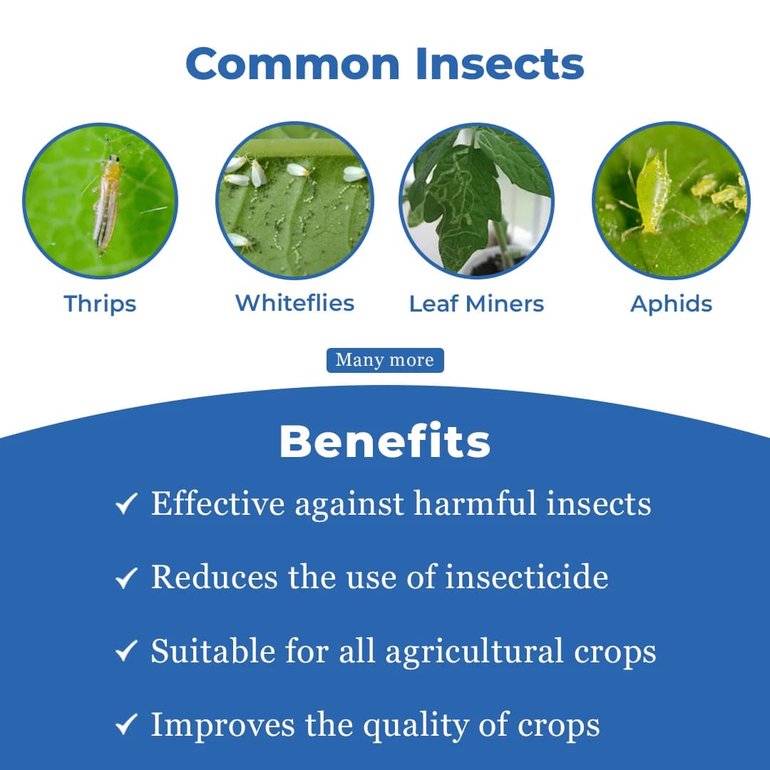 एनबी नीम - नीम ऑयल 345 पीपीएम, घुलनशील, थ्रिप्स, सफ़ेद मक्खियों, माहूँ, लीफ माइनर्स और बग्स के खिलाफ़ सबसे अच्छा, कीटों की वृद्धि को कम करता है - Image 3