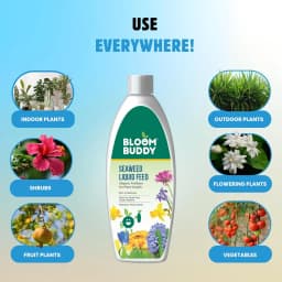BloomBuddy Organic Seaweed Extract Liquid Fertilizer, Growth Promoter For Indoor & Outdoor Plants 6