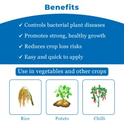 JU Strepto Plus Broad Spectrum bactericide for Plant Disease Control 4