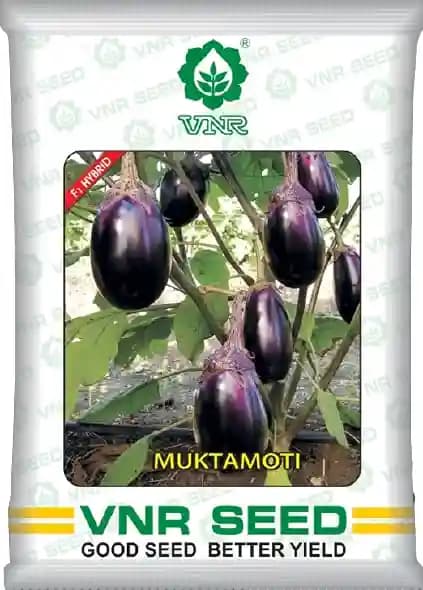VNR Mukta Moti Brinjal Seeds - (Baingan Seeds) Oval Fruits with Purple Calyx - Image 1