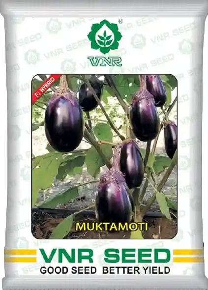 VNR Mukta Moti Brinjal Seeds - (Baingan Seeds) Oval Fruits with Purple Calyx