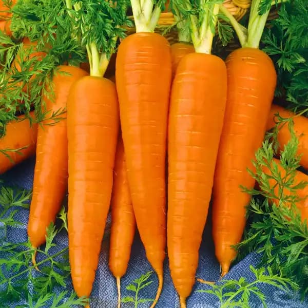 Sagar KURODA F1 Hybrid Carrot Seeds, High Yield, Orange Roots, Suitable For Rabi Season - Image 2