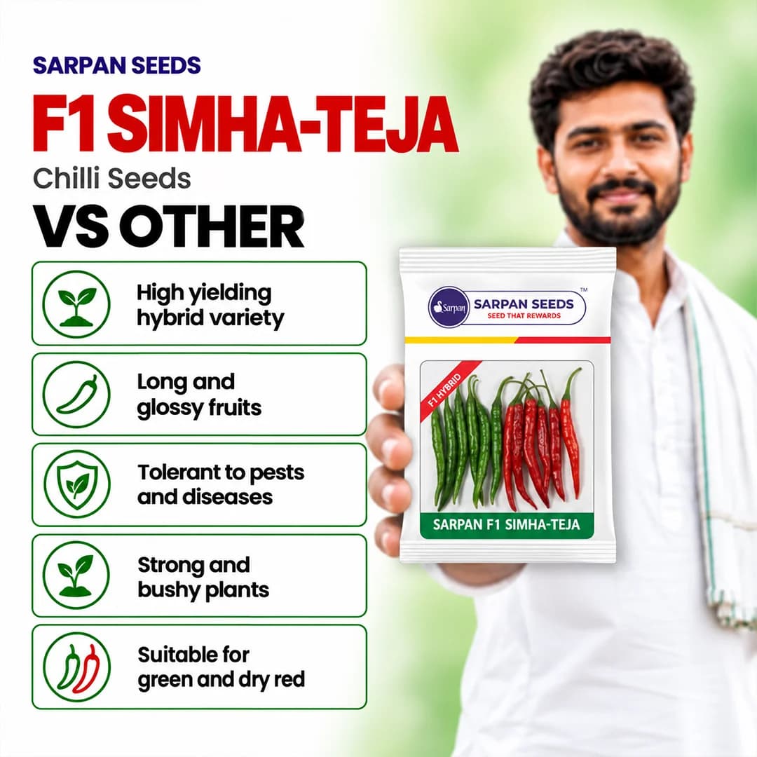सरपन एफ1 सिम्हा तेजा मिर्च के बीज। गहरे हरे चमकदार फलों के साथ बहुत अधिक उपज देने वाला। - Image 2
