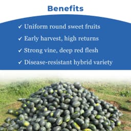 Mahyco Water Melon Seeds Hybrid Shakkar Plus, Very Sweet, Ice Box Segment Fruits 4