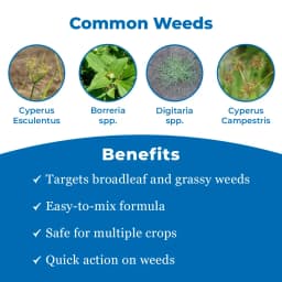 Bayer Sencor Metribuzin 70% WP Herbicide, Selective Herbicide, Effective Control On Weeds. 3