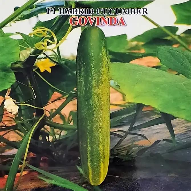 Iris Govinda F1 Hybrid Cucumber Seeds, Early Sowing, High Yield And Vigorous Growth - Image 2