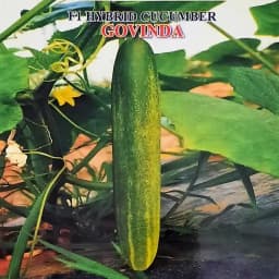Iris Govinda F1 Hybrid Cucumber Seeds, Early Sowing, High Yield And Vigorous Growth 2