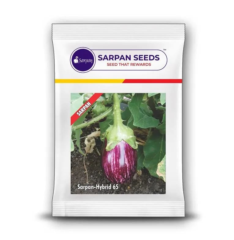 Sarpan Hybrid 65 Brinjal Seeds - (Eggplant Seeds) Majari Type, Spiny Medium Size Fruits, Prolific All Season