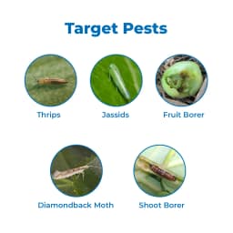 Indofil Alecto Broflanilide 20% SC Contact and Translaminar Insecticide, Control On Lepidopteran Pests 3