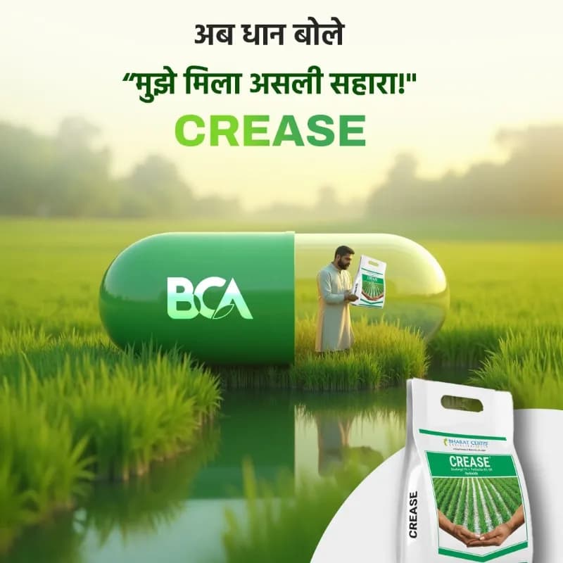 Bharat Certis CREASE Pretilachlor 6% + Oxadiargyl 1% GR Herbicide, Broad Spectrum, Effective Control In Narrow And Broadleaf Weeds And Healthy Crop - Image 4