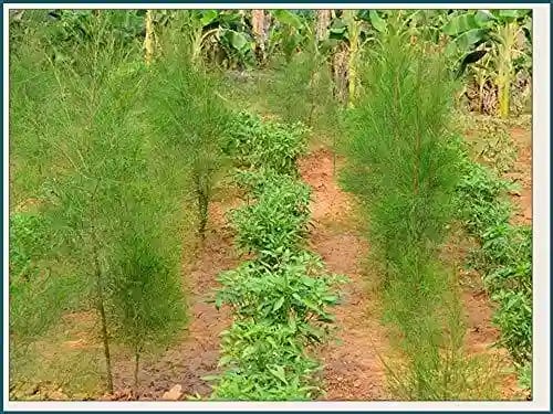 RK సీడ్స్ - తెల్ల చందనం విత్తనాలు, చందన్ విత్తనాలు, సాంటాలమ్ ఆల్బమ్ 100 గ్రా. + తెల్ల చందనం హోస్ట్ ప్లాంట్ విత్తనాలు