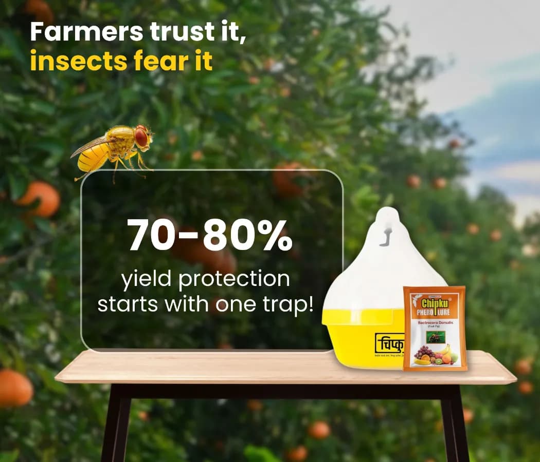 चिपकू फ्लाई मैगनेट ओरिएंटल फ्रूट-फ्लाई बैक्टोसेरा डोर्सालिस कैचर आकर्षक ल्यूर के साथ आम, चीकू, पपीता, अमरूद के लिए। - Image 4