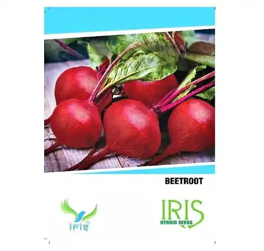 Iris Hybrid Beetroot Vegetable Seeds, Chukandar Ke Beej, Excellent And High Yielder - Image 1
