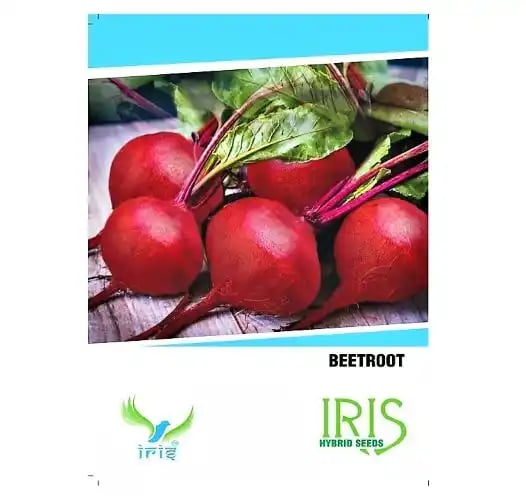 Iris Hybrid Beetroot Vegetable Seeds, Chukandar Ke Beej, Excellent And High Yielder