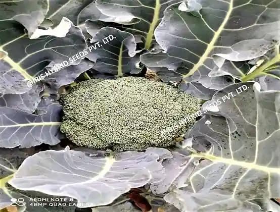 Iris Hybrid Vegetable Seeds F1 Hybrid Broccoli Cali-09, Excellent Germination - Image 3