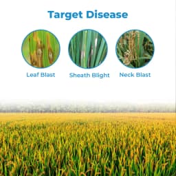 Tata Rallis Ayaan Kresoxim Methyl 40% + Hexaconazole 8% Wg, Use For Gardening Plants And Field Crops 3