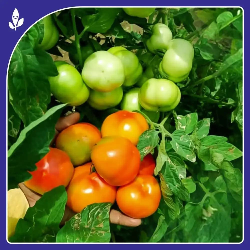 Sagar Tulsi F1 Hybrid Tomato Seeds, High Yield, Wide Adaptability, Oblate Flat Round Fruits - Image 4