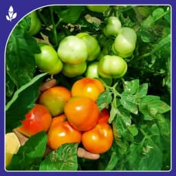 Sagar Tulsi F1 Hybrid Tomato Seeds, High Yield, Wide Adaptability, Oblate Flat Round Fruits 4