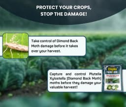 Chipku Pheromone Water Trap With Lure Plutella Xylostella To Catch Insect Diamond Black Moth (DBM) On Cabbage, Brocolli, Cauliflower Plants. 3