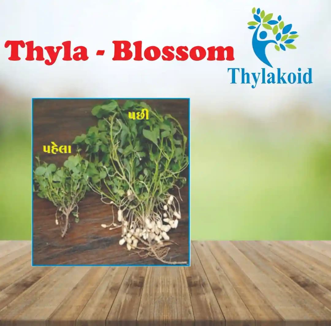Thyla Blossom Flowering Special. Specially prepared for more flowering and prevent flowers from premature dropping.
