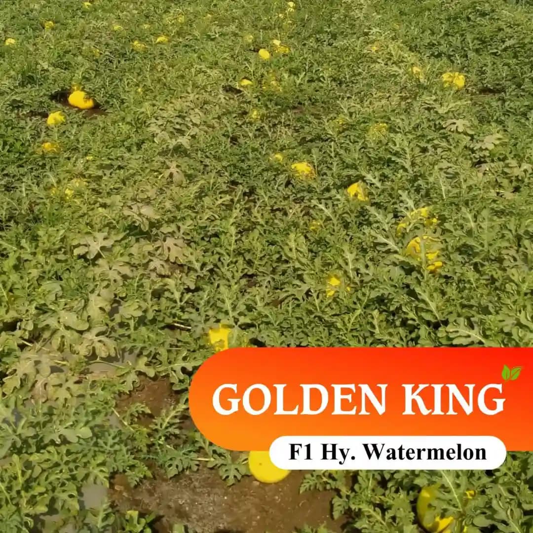 Sagar Golden King F1 Watermelon Seeds, Dark Yellow Skin, Deep Red Flesh And High Yield - Image 5