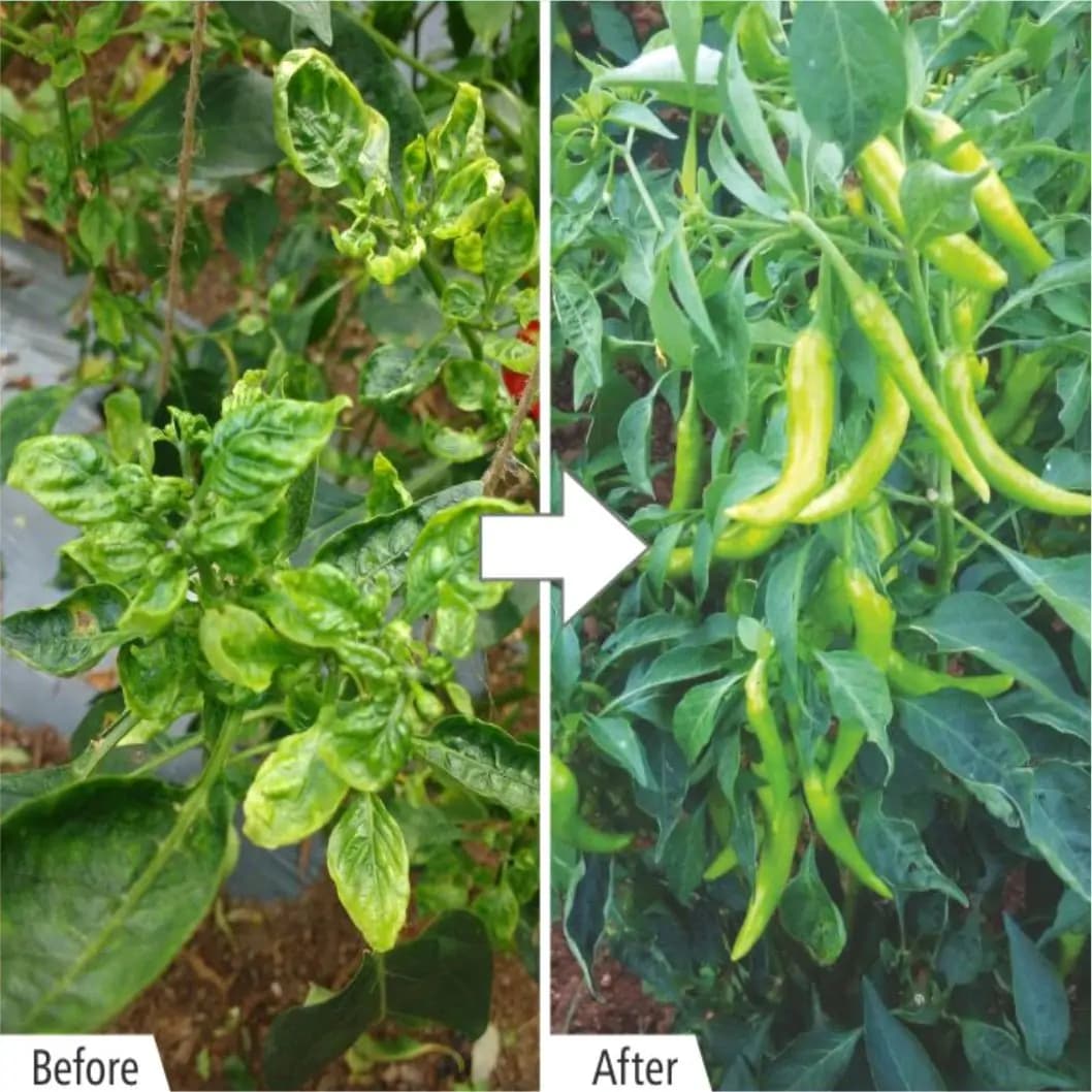 बैरिक्स कंट्रोल प्लांट ग्रोथ सपोर्टर, पौधों द्वारा आसानी से अवशोषित, नाइट्रोजन समृद्ध। - Image 2