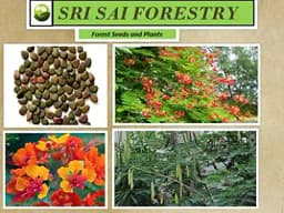 SRI SAI FORESTRY Caesalpinia pulcherrima, Peacock Flower, Rajamalli, Red Bird of Paradise Flowering Plant Seeds For Home Garden,Fencing & Terrace 4