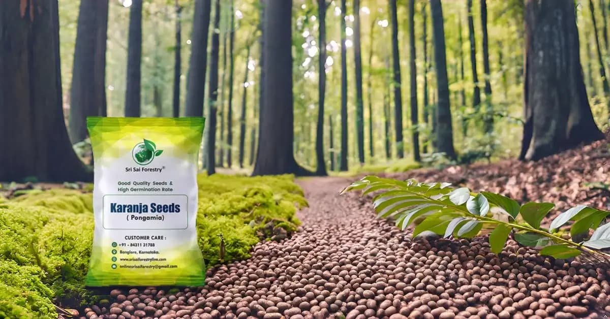 SRI SAI FORESTRY Karanja (Millettia Pinnata) Indian Beach Tree, Pongamia Pinnata, Pongame oil tree, Liquid Fuel Tree Seeds - Image 10
