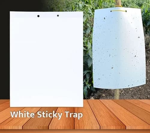 White Insect Sticky Trap for Thrips 220 MM X 280 MM, Red Mites and all Other Sucking Pests. - Image 2