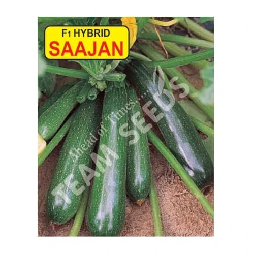 Team Seeds SAAJAN Zucchini Seeds, High Yield Early Maturity Vegetable Variety - Image 3