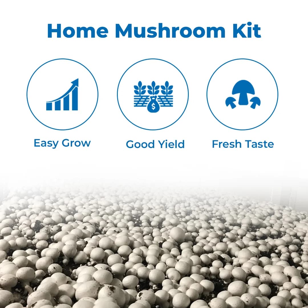 SporeKart Button Mushroom Spawn - Image 2