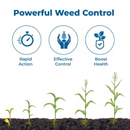 Bayer Laudis - Tembotrione 42% SC (34.4% ww) Broad Spectrum Post Emergence Herbicide, Surfactant For Control Of Broad Leaf and Grassy Weeds 3
