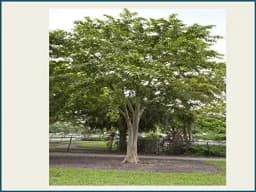 RK Seeds Sacred Terminalia Arjuna seeds , Arjun Tree seeds , Marudha Maram, Neer Maruthu tree seeds- Temple tree seeds,Arjun tree seeds for planting 2