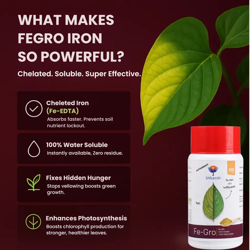 Utkarsh FeGro (Iron- Fe-12% EDTA Chelated) (100% Water Soluble Foliar Spray), Stimulates and Regulates Enzyme Reactions for the Growth - Image 3