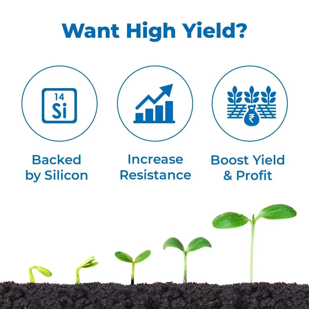 न्यूक्लियर - (फुल्विक एसिड + ए.एन.ए. एसिड + एस.एन.पी. + एनएटीसीए + सिलिकॉन स्प्रेडर) का सर्वोत्तम और सर्वोत्तम उपज बढ़ाने वाला संयोजन। - Image 3