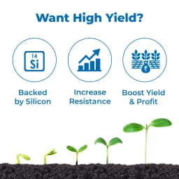 NUCLEAR - Best and Ultimate Yield Enhancer, Combination of Fulvic Acid, A.N.A Acid, S.N.P, NATCA, and Silicon Spreader 3