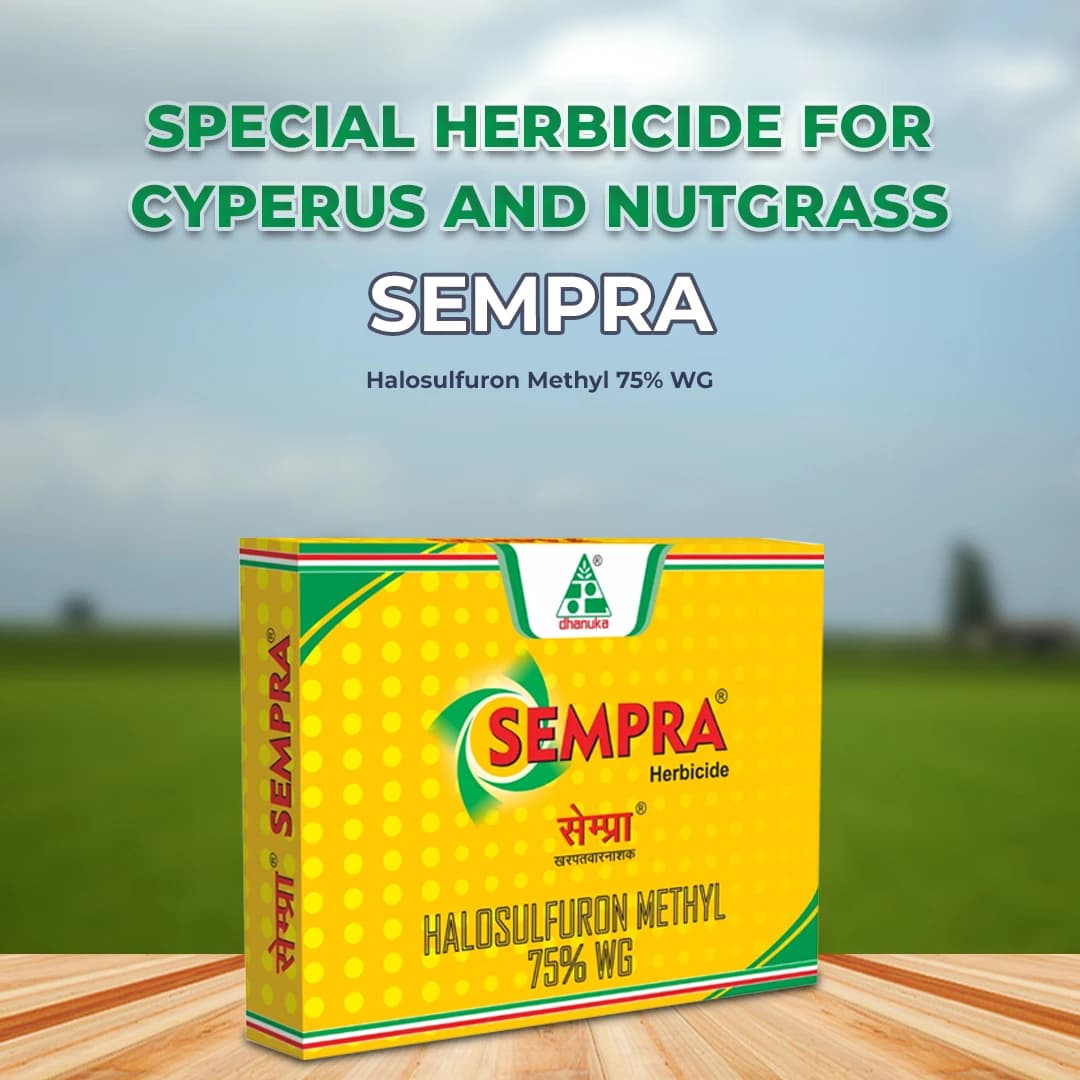 Dhanuka Sempra Herbicide - Halosulfuron Methyl 75% WG - Image 2