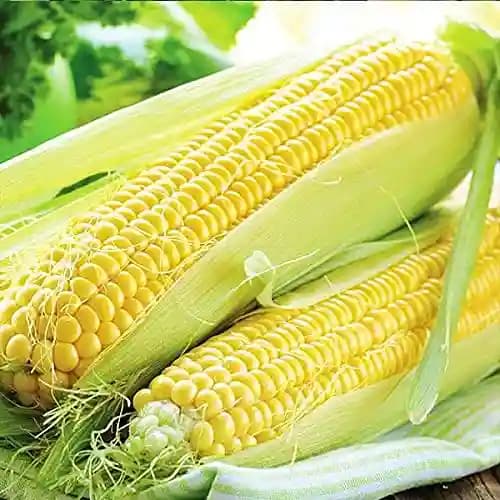 Sweet Corn Sweet 80 - Shine Brand Seeds, Makka Ke Beej, Field Crops, Excellent Germination Quality - Image 3