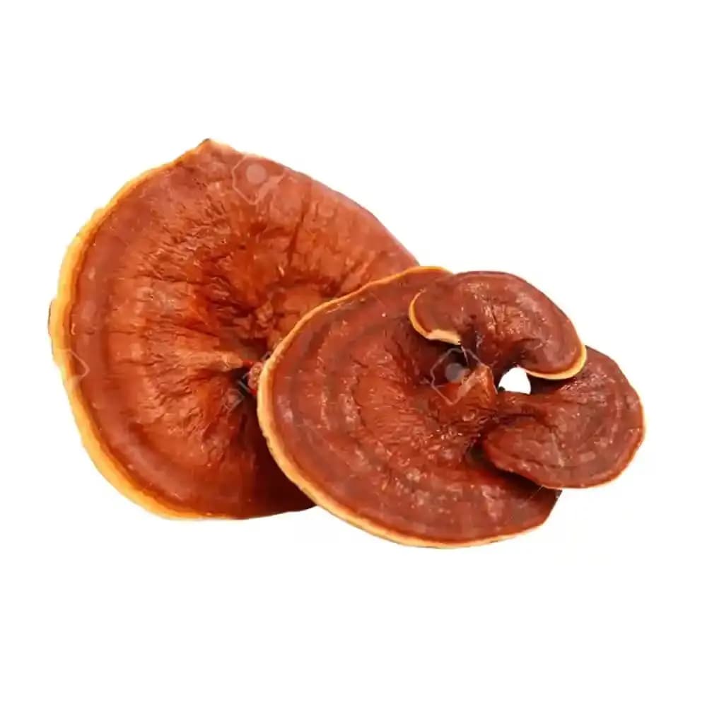 SporeKart Premium Spawn Granules, Reishi Mushroom Seeds, Mushrom Spawn Seed - Image 3