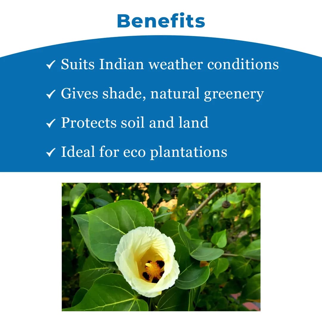 थेसेप्सिया पॉपुल्नेआ (पोवरासन पेड़) वृक्ष के बीज, सेब के आकार का फल, थेसेप्सिया के पेड़ से फल। - Image 4