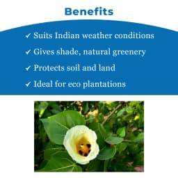 थेसेप्सिया पॉपुल्नेआ (पोवरासन पेड़) वृक्ष के बीज, सेब के आकार का फल, थेसेप्सिया के पेड़ से फल। 4