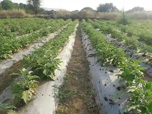 Shine F1 Lucky Brinjal Seeds - (Eggplant Seeds) Ideal For Kharif & Rainy Season