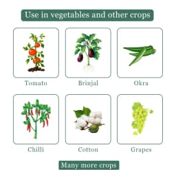 Miraj Botanical Extract - Special Solution for Whitefly and Green Jassid Control, Non-Toxic and Eco-Friendly 4