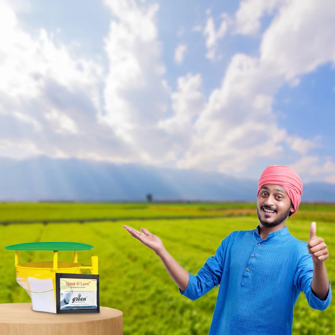 फ़नल ट्रैप, स्पोडो ओ ल्यूर (स्पोडोप्टेरा लिटुरा फेरोमोन) तम्बाकू, कपास, लाल चना, टमाटर और मिर्च के लिए उपयोगी। - Image 5