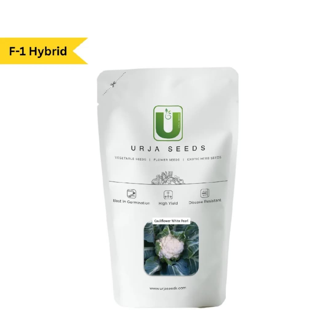 Urja F1 Hybrid White Pearl Cauliflower Seeds, Semi Dome Shaped Curds and White Compact