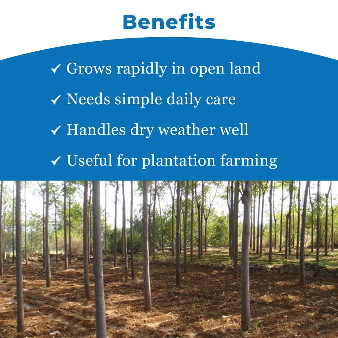 श्री साई फॉरेस्ट्री - मेलिया ड्यूबिया के बीज, मलाबार नीम के बीज, तेज़ी से बढ़ने वाला वृक्ष - Image 4