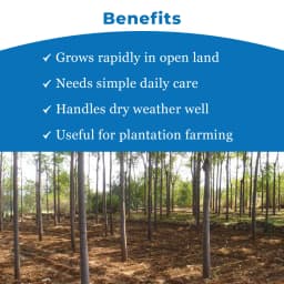 श्री साई फॉरेस्ट्री - मेलिया ड्यूबिया के बीज, मलाबार नीम के बीज, तेज़ी से बढ़ने वाला वृक्ष 4