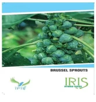Iris Hybrid Vegetable Seeds Brussel Sprouts, Winter Seasons, Balcony or Terrace Gardening - Image 1